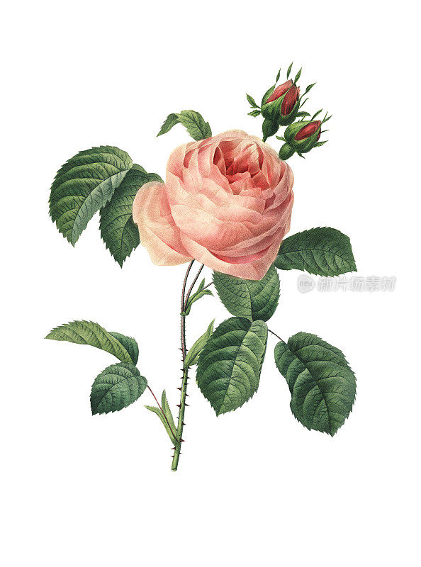 Rosa centifolia | Redoute Flower插图